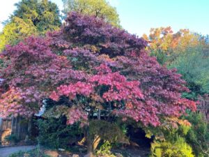 Autumnal Colours at Lyndhurst