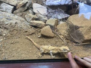 Animals up close