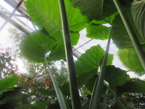 Rainforest canopy