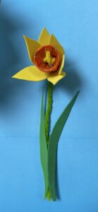 Single-Daffodil-scaled