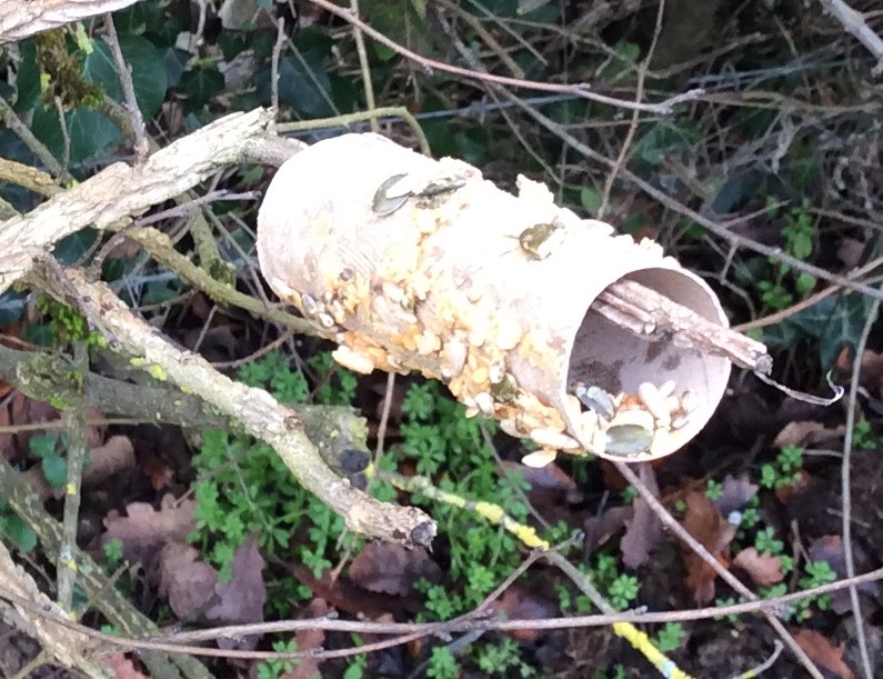 Toilet Roll Bird Feeder