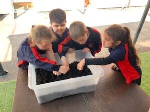 Year 1 Planting Potatoes